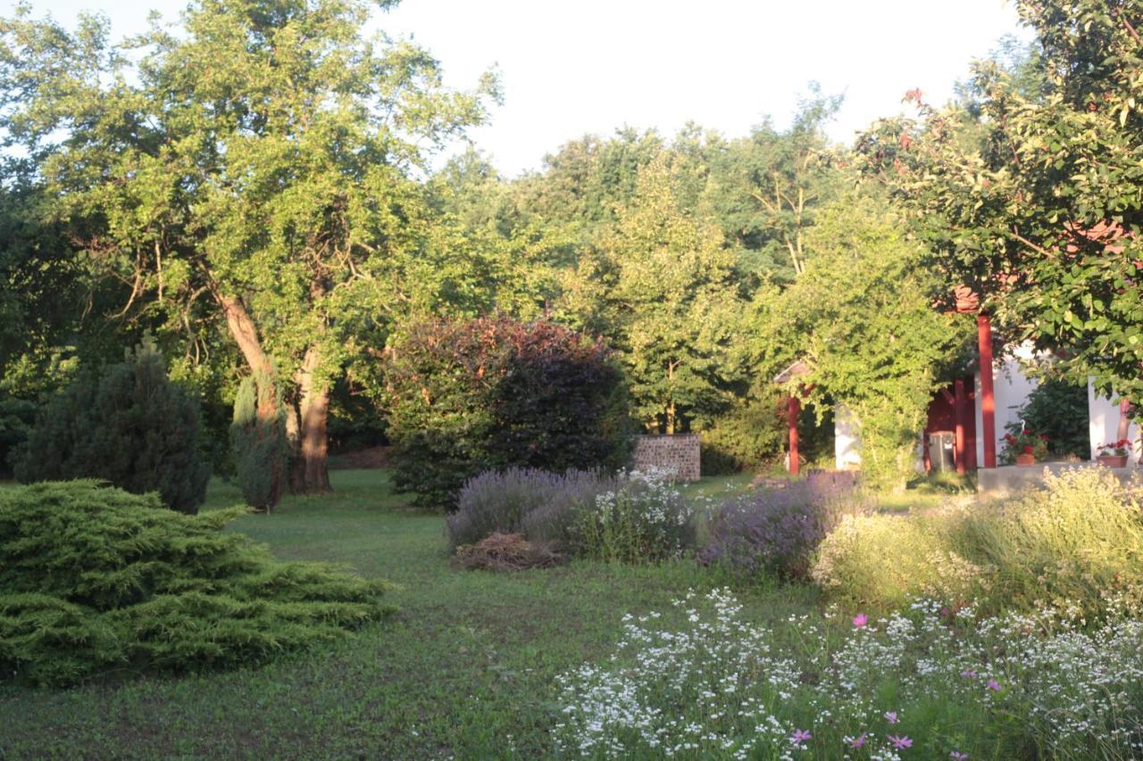 Nagymajor Birding * Tiszacsege